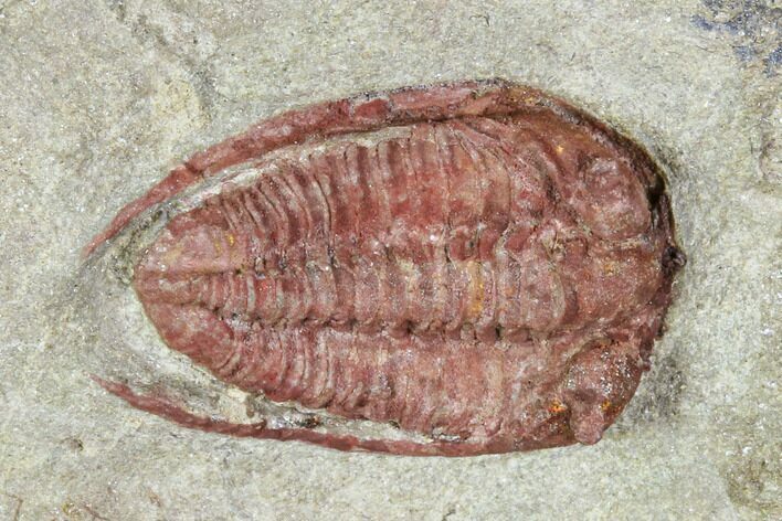 Red Bathycheilus Trilobite - Zagora, Morocco #105870